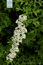 珍珠绣线菊 Spiraea thunbergii Sieb. ex Blume. 中国植物图像库