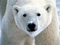 Polar Bears: The Largest and Whitest Bears - AmO Images - AmO Images