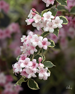 坤🌺采集到植物