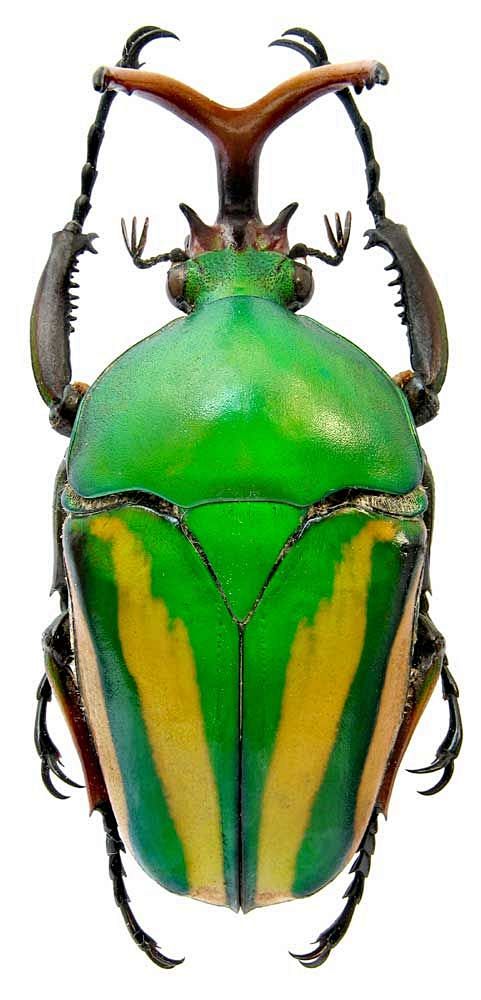 Eudicella_gralli.jpg...