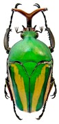 Eudicella_gralli.jpg 481×1,000 pixels: