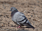 鸽子
pigeon