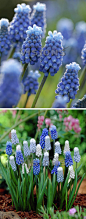 
美到让人屏息的葡萄风信子，又名蓝壶花，是原产于欧洲中部的球根花卉， 成串的花蕾像极诱人的葡萄。
