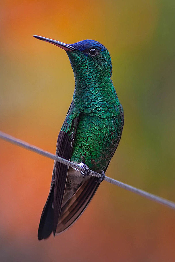 蜂鸟目蜂鸟科艳蜂鸟属青顶蜂鸟