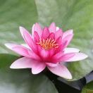 🌸心享事成～