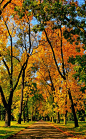 Autumn alley, Lodz
波兰 Poland