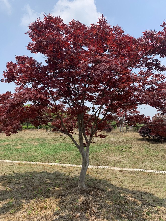 红枫