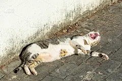早上躺在地板上晒太阳的白花斑猫。