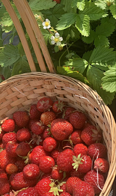 想回到从前采集到草莓树莓莓话朵朵