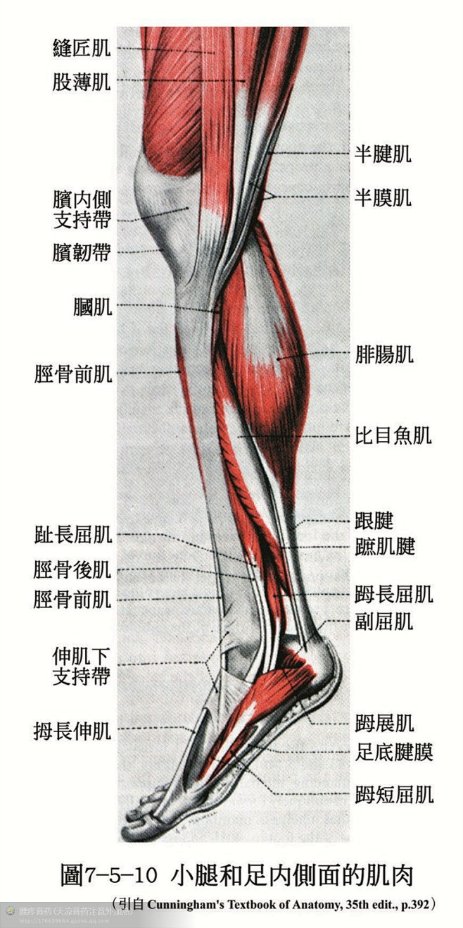 人体解剖--骨骼，肌肉很全面的套图