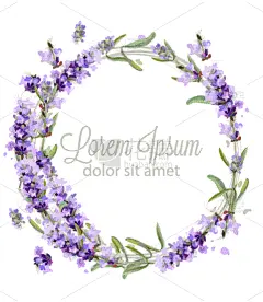 熏衣草,水彩画,贺卡,月桂花冠,婚礼,春天,装饰物,花,问候,复古