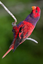 鹦形目·鹦鹉科·红蓝吸蜜鹦鹉属：紫颈吸蜜鹦鹉