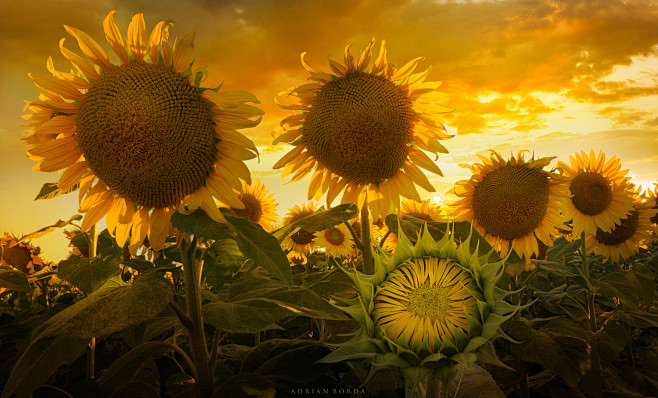 Adrian Borda在 500px ...