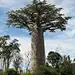 Adansonia_grandidieri_01.jpg (1866×2543)