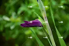 墙纸 Mac壁纸 花卉背景 花朵 全高清壁纸 免费壁纸 花壁纸