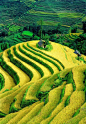 Rice terraces Yuanyang Vietnam #采集大赛#