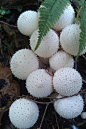 ˚Lycoperdon periatum: 