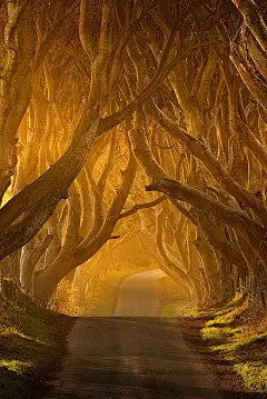 【The Dark Hedges】北爱尔兰素有绿王国之称，属英国政府管辖，首都贝尔法斯特(Belfast)。这里自然风光优美，空气清新，广袤的绿色草原和数不清的清山绿水，勾勒出北爱兰独有的以“绿色”为主线的自然景观。现代的生机与历史的底蕴在这里和谐并存，看看这条路你就知道了。
