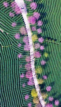 Su静采集到风景动物