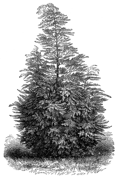 高清黑白铅笔手绘大树插画图片植物树木透明PNG免扣设计PS素材
