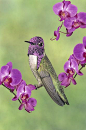 Costa's Hummingbird and Orchids | Gail Melville Shumway Photography