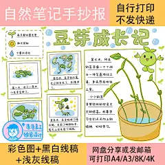 豆芽成长记手抄报模板电子版自然笔记植物生长记录小报线稿小学-淘宝网