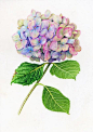 Hydrangea 1 by Karen Kluglein