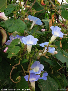 花瓣--雨采集到牵牛花