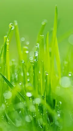 ivvi手机壁纸贴图