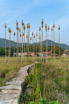 野鹤散人采集到稻田