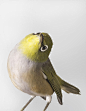 被激怒的鸟类肖像 | 澳大利亚悉尼摄影师、鸟类爱好者 Leila Jeffrey