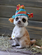 这些可爱的动物都是俄罗斯艺术家Tatyana做的羊毛毡玩具......