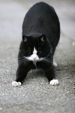 建建寒采集到猫