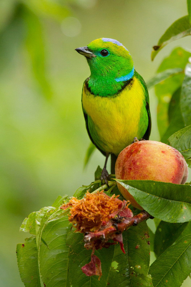 雀形目燕雀科绿雀属金眉绿雀