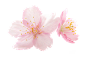 桃花-粉色花