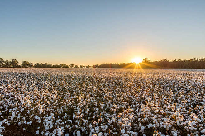 Cottonfield Dawn by ...