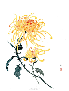 羽毛球脑袋采集到国画花卉