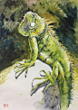 水彩-绿鬣蜥