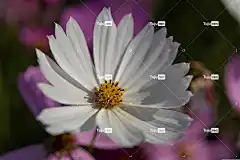 花 宇宙 美丽的花朵 花瓣 植物 秋天的樱花 自然 花壁纸 秋天