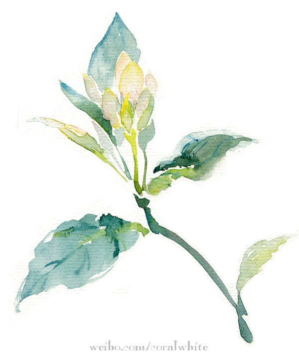 白珊瑚 水彩画