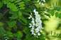 acacia-3398341_960_720.jpg (960×640)