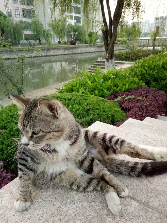 会拥有属于自己的猫的