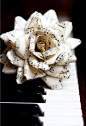 music note flower | Music Love