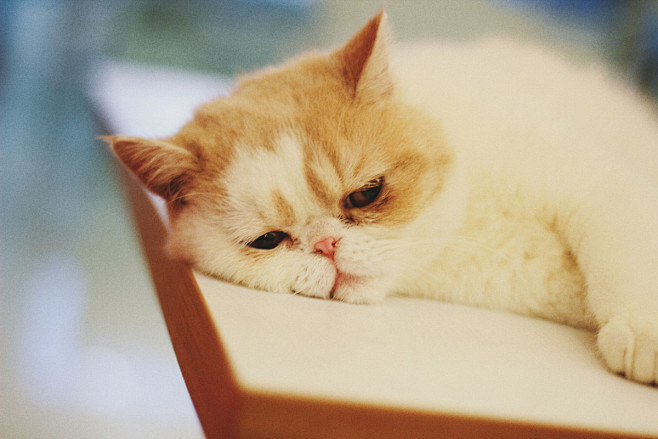 萌猫系 - 动物 - 羽里来 - 7MX...