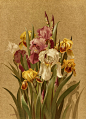 Ellen T.Fisher的植物水彩插画
