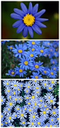 #园艺小tips#蓝费利菊，就是通常所说的蓝色玛格丽特雏菊，该种发源于南非，春秋开花，雅致的花朵适于阳台的花箱组合栽种，花朵较小，枝叶略微悬垂的品种种植悬吊花盆特别漂亮。喜弱酸性的土壤，喜阳光充足环境，过冬只需少量浇水。
