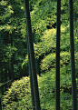 竹林风景-竹竿和竹叶高清摄影图片素材