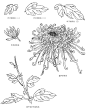 白描技法从入门到精通-张恒国-微信读书