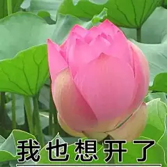 表情包