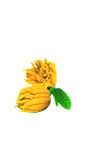 佛手柑
